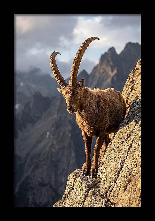 Ibex Standing Proudly On Cliffs