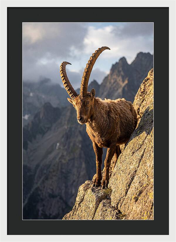 Ibex Standing Proudly On Cliffs