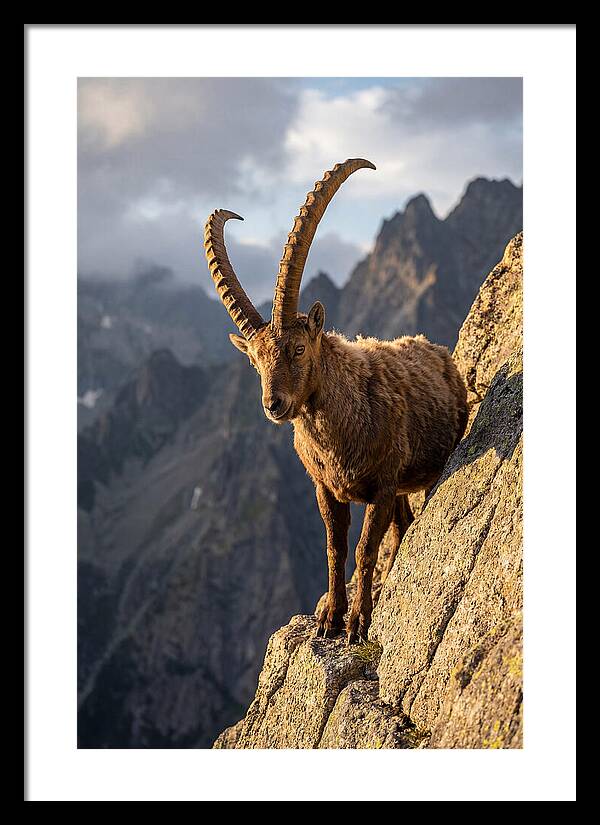 Ibex Standing Proudly On Cliffs