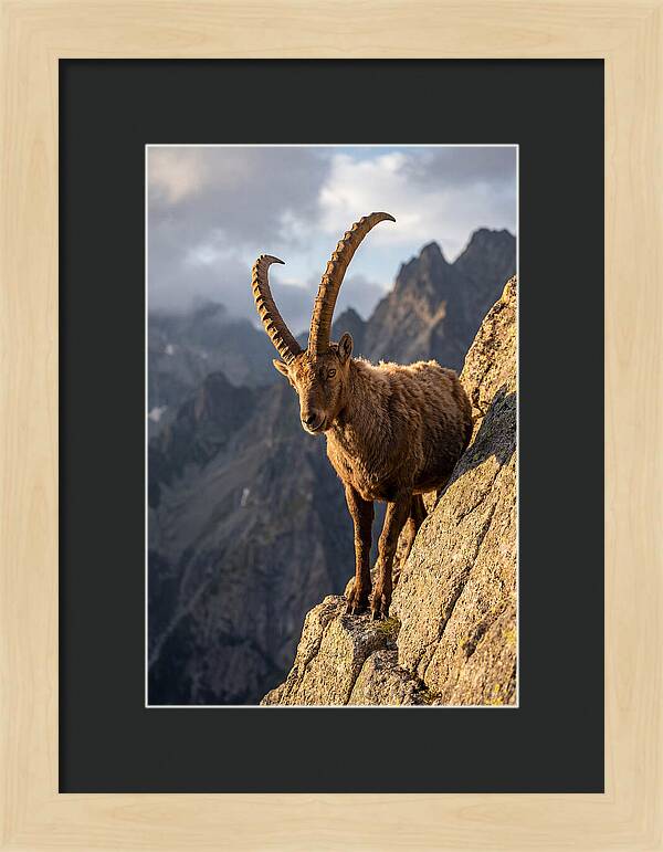 Ibex Standing Proudly On Cliffs