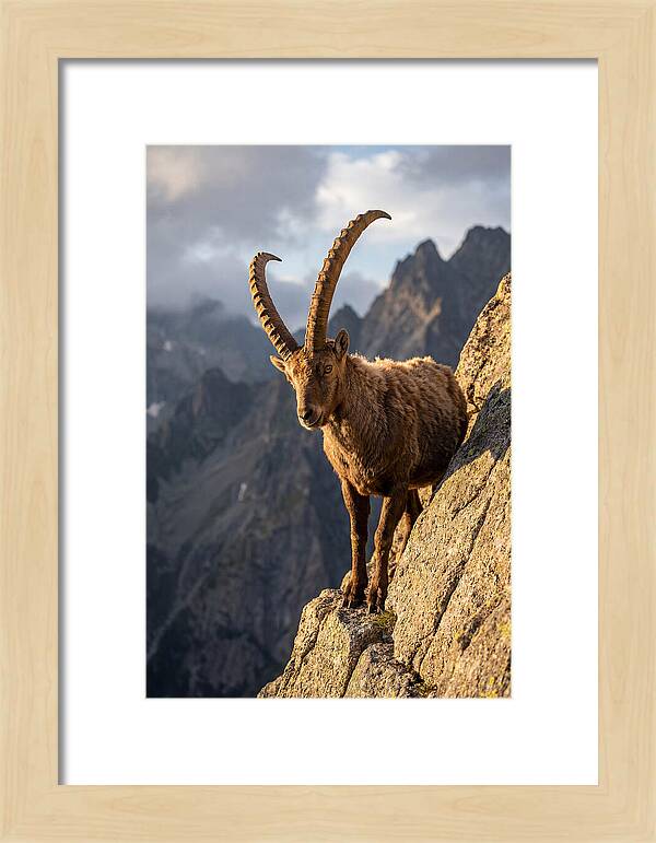 Ibex Standing Proudly On Cliffs