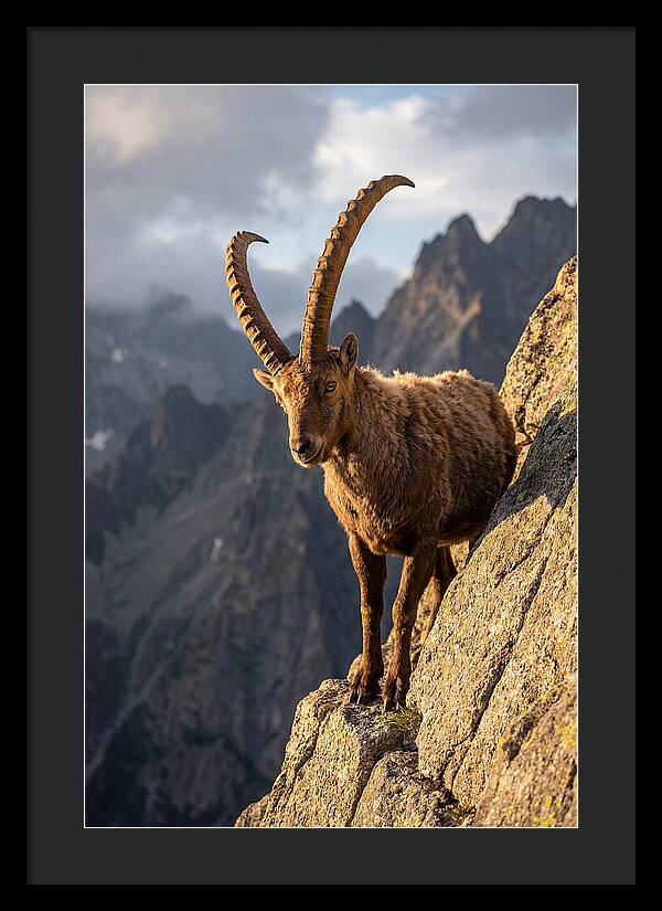 Ibex Standing Proudly On Cliffs