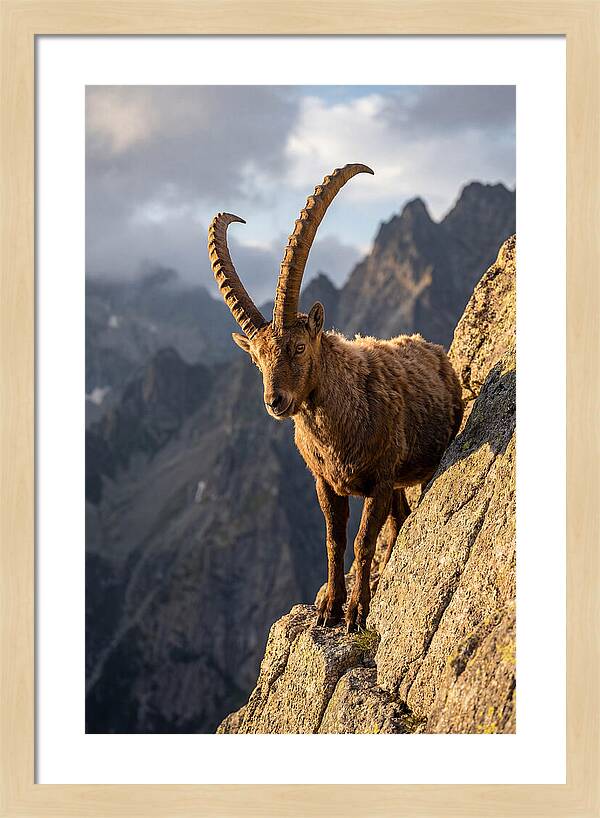 Ibex Standing Proudly On Cliffs