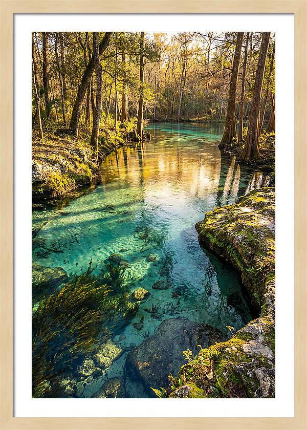 Ichetucknee Springs Serenity