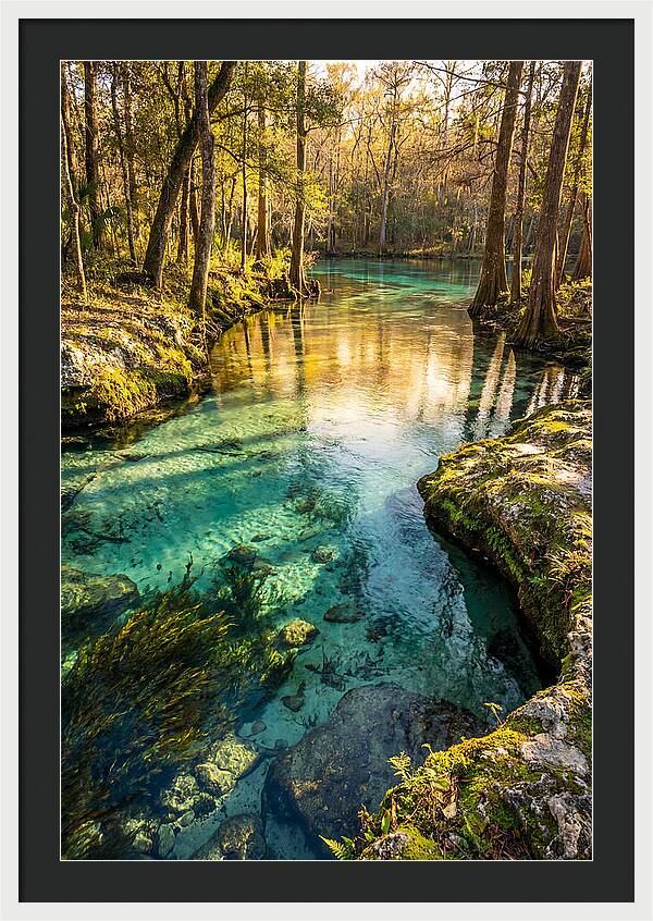 Ichetucknee Springs Serenity