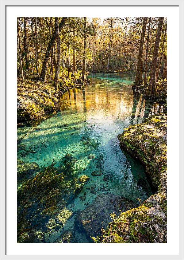 Ichetucknee Springs Serenity