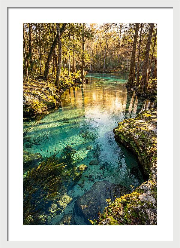 Ichetucknee Springs Serenity