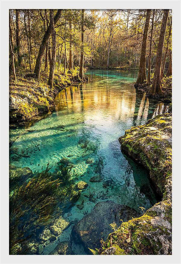 Ichetucknee Springs Serenity