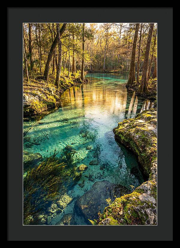 Ichetucknee Springs Serenity