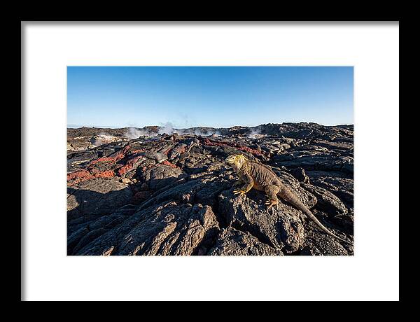 Iguana Amidst Lava Landscape