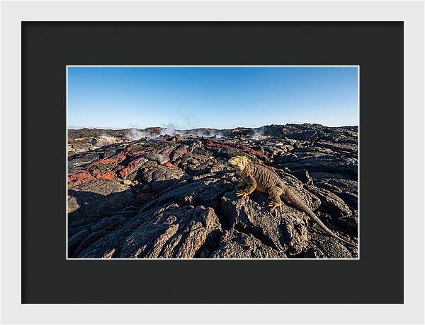 Iguana Amidst Lava Landscape