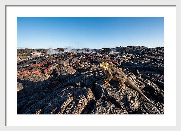 Iguana Amidst Lava Landscape
