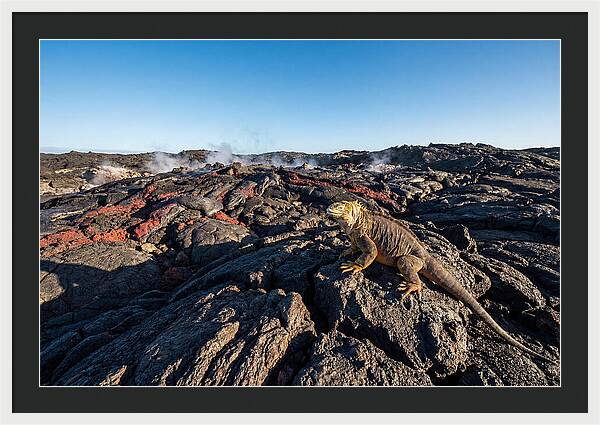 Iguana Amidst Lava Landscape