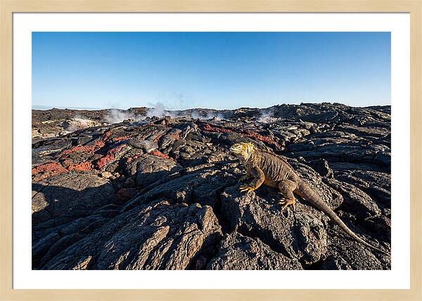 Iguana Amidst Lava Landscape