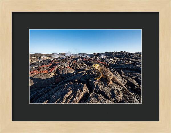 Iguana Amidst Lava Landscape