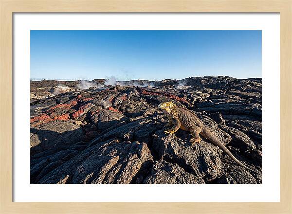 Iguana Amidst Lava Landscape