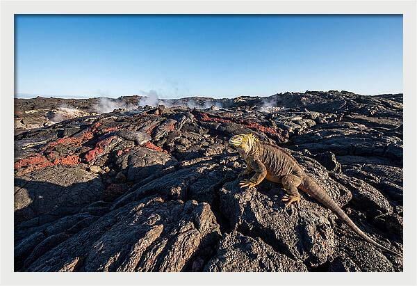 Iguana Amidst Lava Landscape