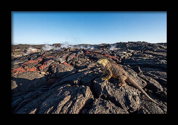 Iguana Amidst Lava Landscape