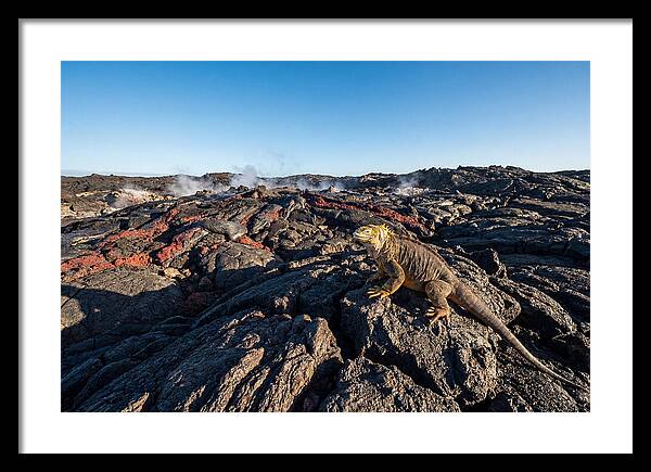 Iguana Amidst Lava Landscape