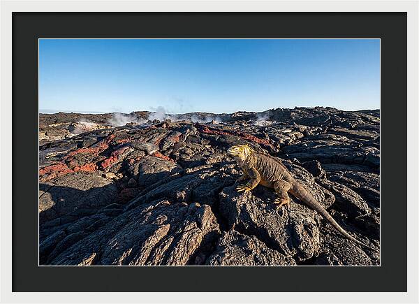 Iguana Amidst Lava Landscape