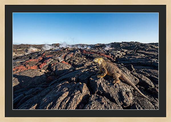 Iguana Amidst Lava Landscape