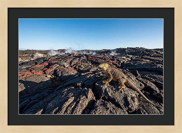 Iguana Amidst Lava Landscape