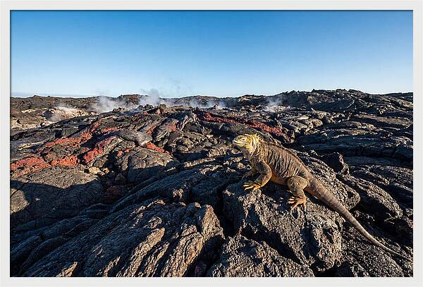 Iguana Amidst Lava Landscape
