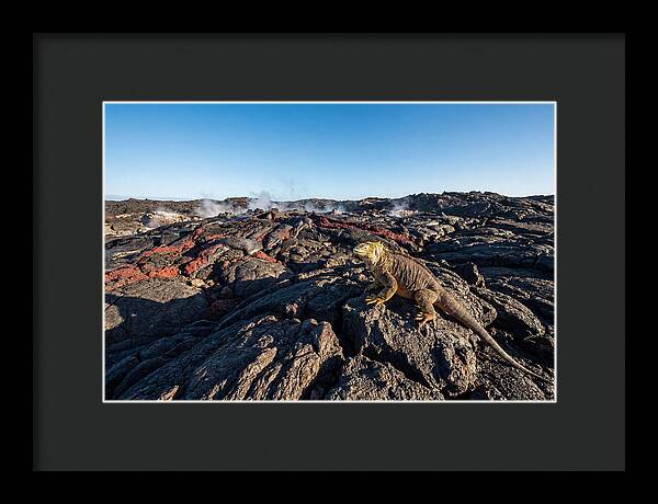 Iguana Amidst Lava Landscape