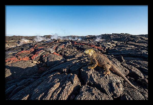 Iguana Amidst Lava Landscape