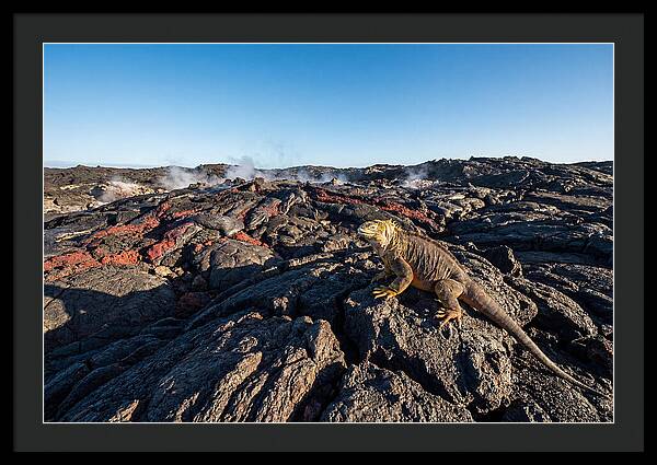 Iguana Amidst Lava Landscape