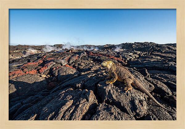 Iguana Amidst Lava Landscape