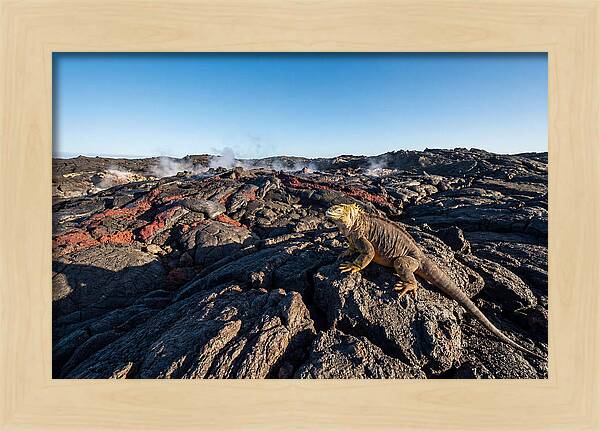 Iguana Amidst Lava Landscape