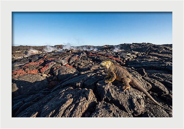 Iguana Amidst Lava Landscape