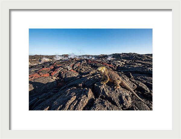 Iguana Amidst Lava Landscape