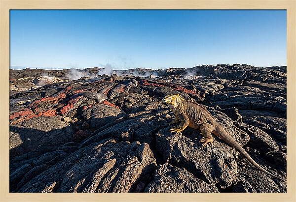 Iguana Amidst Lava Landscape