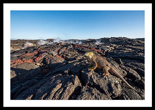 Iguana Amidst Lava Landscape