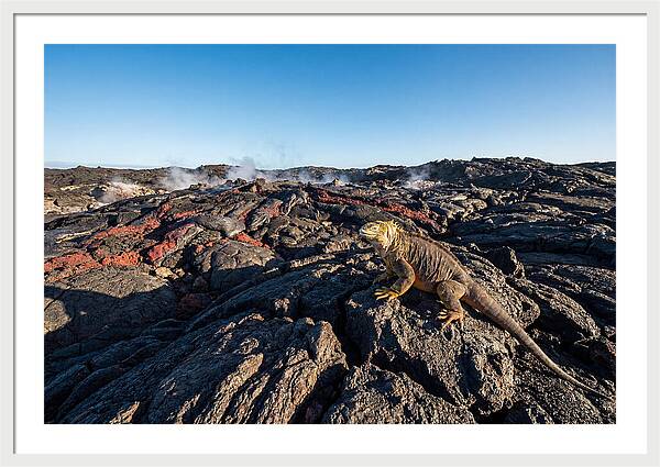 Iguana Amidst Lava Landscape