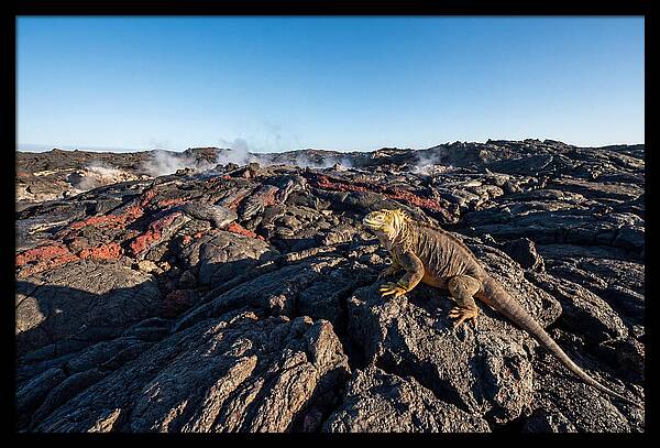 Iguana Amidst Lava Landscape