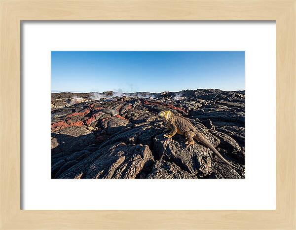Iguana Amidst Lava Landscape