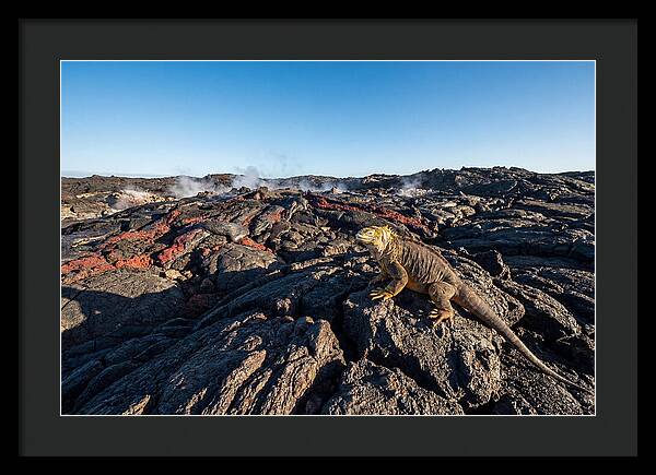 Iguana Amidst Lava Landscape