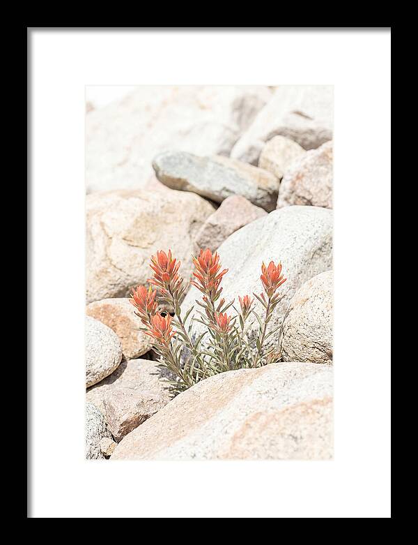 Indian Paintbrush Flowers Among Rocks