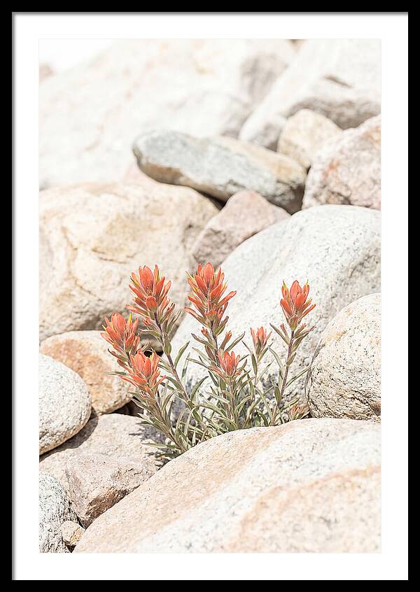 Indian Paintbrush Flowers Among Rocks