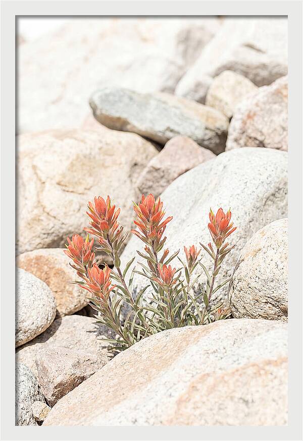 Indian Paintbrush Flowers Among Rocks