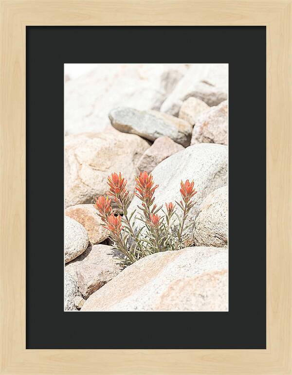 Indian Paintbrush Flowers Among Rocks