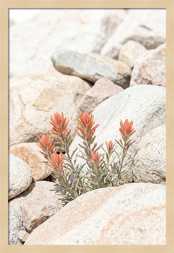 Indian Paintbrush Flowers Among Rocks
