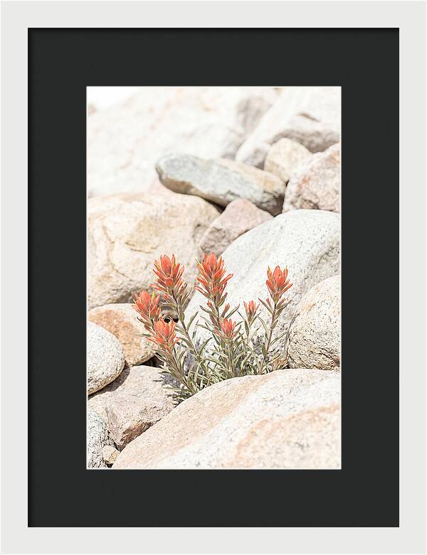 Indian Paintbrush Flowers Among Rocks