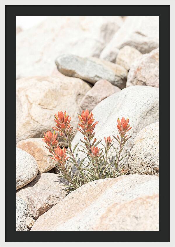 Indian Paintbrush Flowers Among Rocks