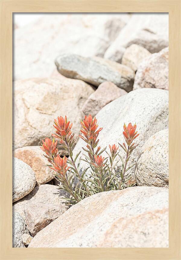 Indian Paintbrush Flowers Among Rocks