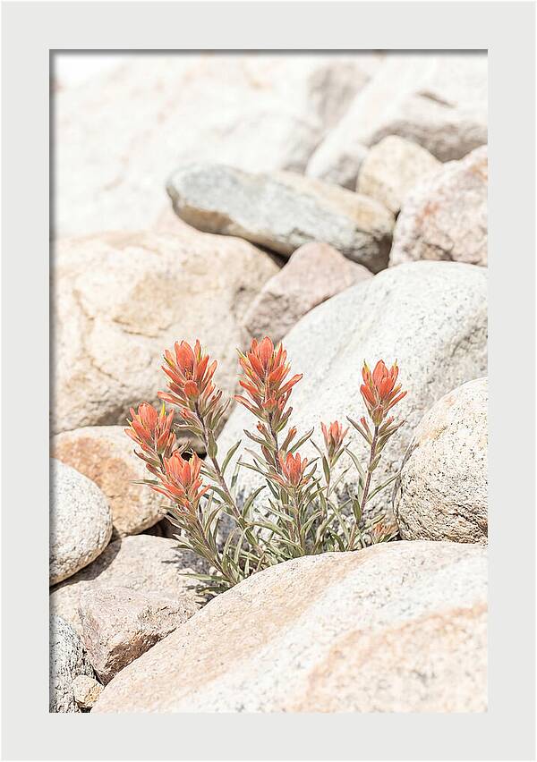 Indian Paintbrush Flowers Among Rocks