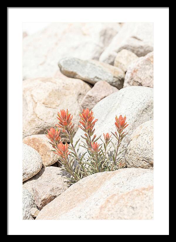 Indian Paintbrush Flowers Among Rocks